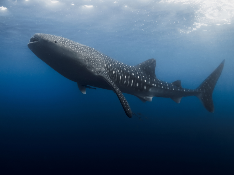 AQUA EXPEDITIONS LUXURY CRUISE: AQUA BLU (BALI - KOMODO) — 13